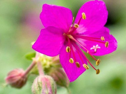 Kakost oddenkatý 'Czakor' - Geranium macrorrhizum 'Czakor'  Geranium macrorrhizum 'Czakor'