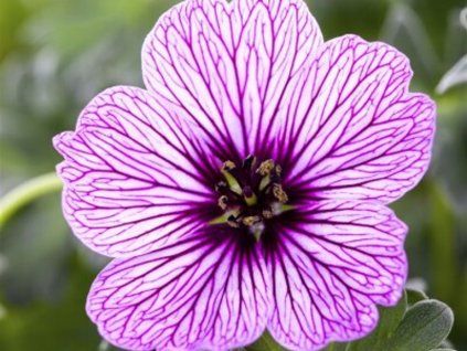 Kakost sivý 'Ballerina' - Geranium cinereum 'Ballerina'  Geranium cinereum 'Ballerina'