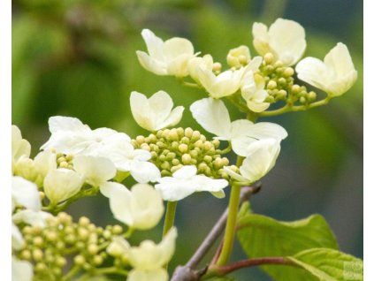 Viburnum plicatum 'Lanarth'