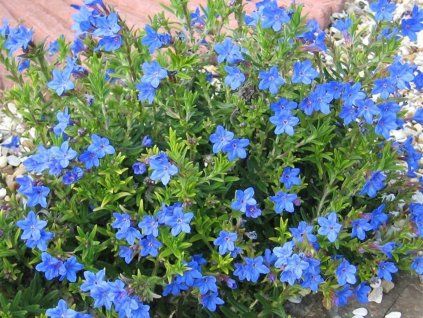 Kamejka rozkladitá 'Heavenly Blue' - Lithodora diffusa 'Heavenly Blue'  Lithodora diffusa 'Heavenly Blue'