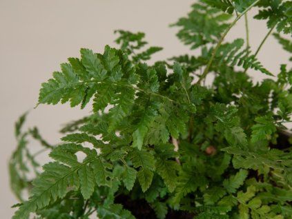 Kapraď široká - Dryopteris austriaca  Dryopteris austriaca