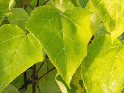 Catalpa Aurea (2)