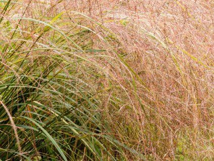 Kavyl - Anemanthele lessoniana  Stipa arundinacea/Anemanthele lessoniana