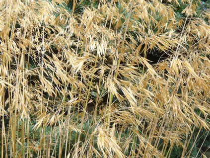 Kavyl obrovský - Stipa gigantea  Stipa gigantea