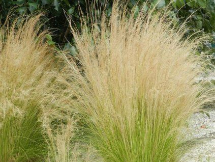Kavyl péřovitý 'Pony Tails' - Stipa tenuissima 'Pony Tails'  Stipa tenuissima 'Pony Tails'