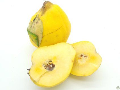 Kdouloň 'Vranja'  Cydonia oblonga 'Vranja'