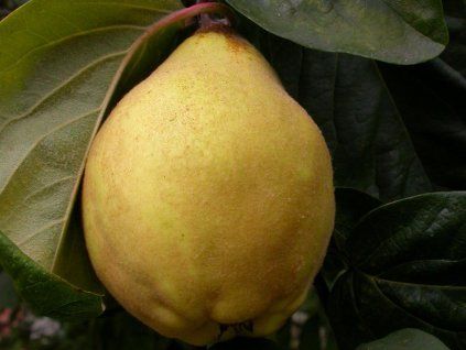 Kdouloň 'Portugal'  Cydonia oblonga 'Portugal'