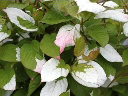 Kiwi 'Adam'  Actinidia kolomikta 'Adam'