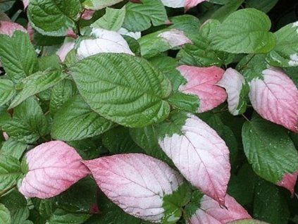 Kiwi 'Dr. Szymanowski'  Actinidia kolomikta 'Dr. Szymanowski'