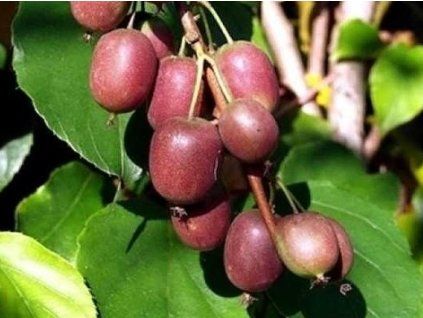 Kiwi 'Ken's Red'  Actinidia arguta 'Ken's Red'