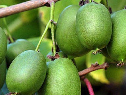 Kiwi 'Rogów'  Actinidia arguta 'Rogów'