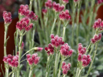 Kociánek dvoudomý 'Rubra' - Antennaria dioica 'Rubra'  Antennaria dioica 'Rubra'