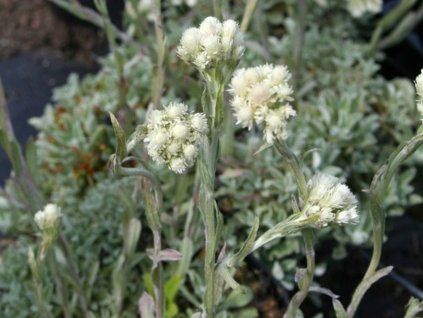 Kociánek tomentosa - Antennaria tomentosa  Antennaria tomentosa