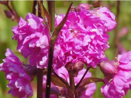 Kohoutek obecný 'Plena'- Lychnis viscaria 'Plena'  Lychnis viscaria 'Plena'