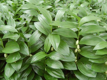 Kokořík humile - Polygonatum humile  Polygonatum humile