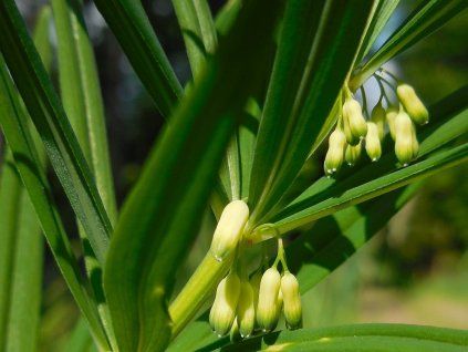 Kokořík přeslenitý - Polygonatum verticillatum  Polygonatum verticillatum