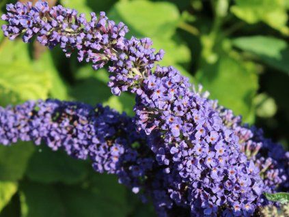45858 sommerflieder schmetterlingsstrauch adonis blue m010449 w 1
