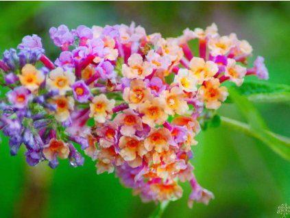 45897 7 45897 7 flower