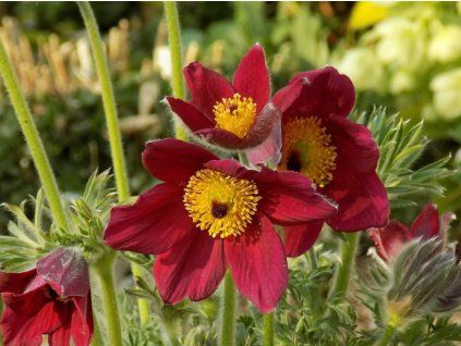 46050 koniklec obecny rote glocke pulsatilla vulgaris rote glocke