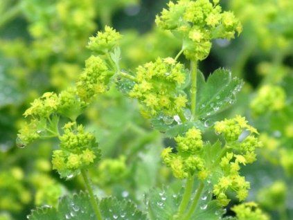 46071 1 kontryhel mekky alchemilla mollis