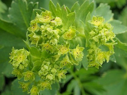 Kontryhel obecný - Alchemilla vulgaris  Alchemilla vulgaris