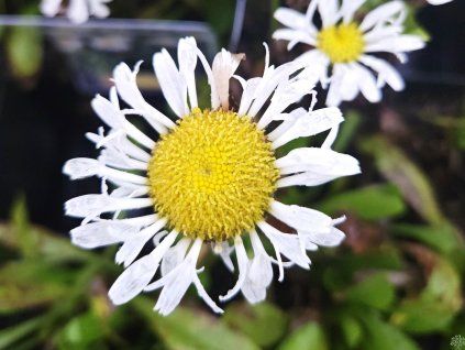 46179 3 kopretina lacrosse leucanthemum x superbum lacrosse