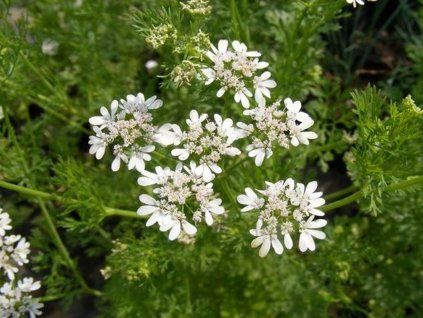 Koriandr setý  Coriandrum sativum
