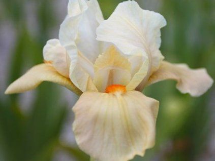 Kosatec německý 'Apricot Silk' - Iris germanica 'Apricot Silk'  Iris germanica 'Apricot Silk'