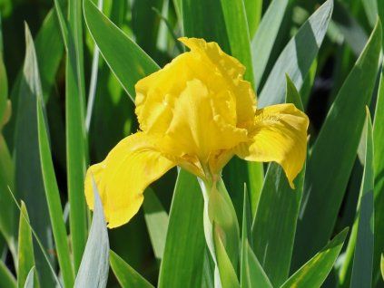 Kosatec nízký 'Brassie' - Iris barbata nana 'Brassie'  Iris barbata nana 'Brassie'
