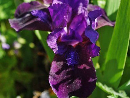 46386 kosatec nizky little shadow iris barbata nana little shadow