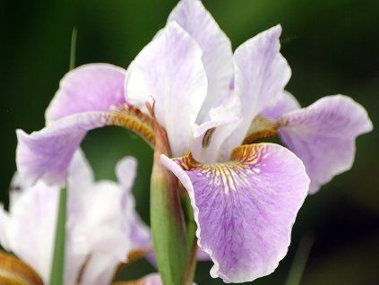 Kosatec sibiřský 'Dance Ballerina Dance' - Iris sibirica 'Ballerina Dance'  Iris sibirica 'Ballerina Dance'