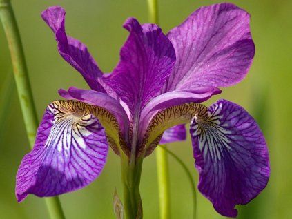 46437 kosatec sibirsky sparkling rose iris sibirica sparkling rose