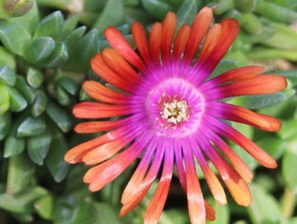 Kosmatec 'Fire Spinner' - Delosperma 'Fire Spinner'  Delosperma 'Fire Spinner'