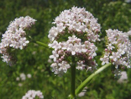 Kozlík lékařský - Valeriana officinalis  Valeriana officinalis