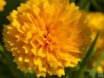 golden spere