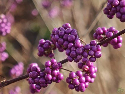 Krásnoplodka 'Issai'  Callicarpa dichotoma 'Issai'