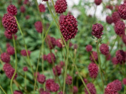 Krvavec toten - Sanguisorba officinalis  Sanguisorba officinalis