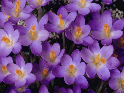 Krokus 'Barr's Purple'  Crocus tommasianus 'Barr's Purple'