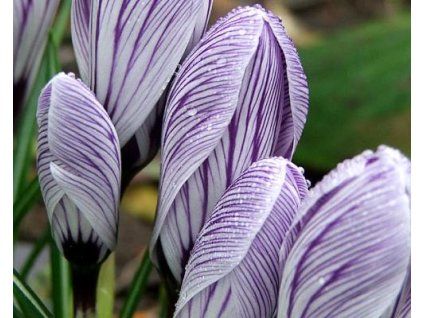 47130 1 krokus striped beauty