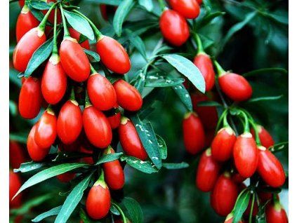 47304 1 kustovnice sweet berry