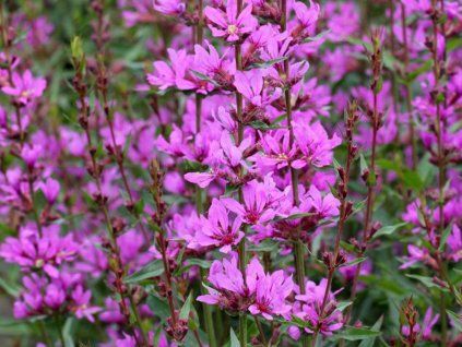 Kyprej prutnatý 'Dropmore Purple' - Lythrum virgatum 'Dropmore Purple'  Lythrum virgatum 'Dropmore Purple'