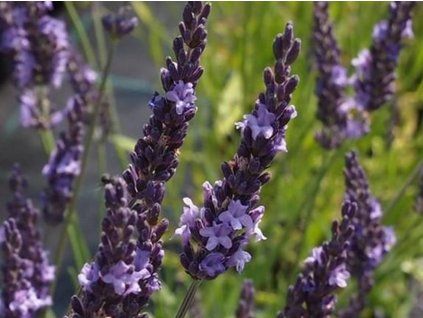 49401 49401 49401 levandule prostredni grosso lavandula x intermedia grosso