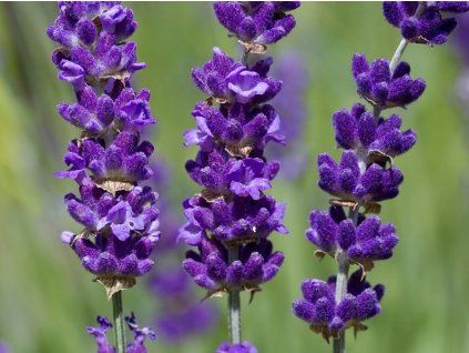 Levandule úzkolistá  Lavandula angustifolia