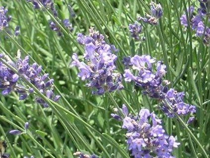 blue scent