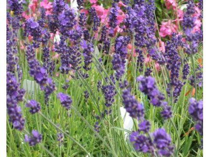 49482 1 levandule uzkolista hidcote superior