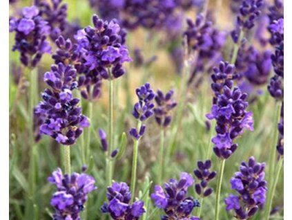 49488 1 levandule uzkolista lavance purple