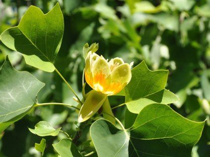 49677 49677 49677 49677 49677 liriodendron tulipifera