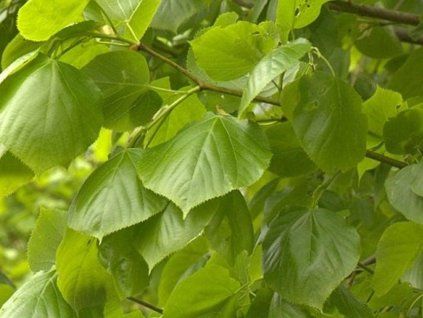 euchlora