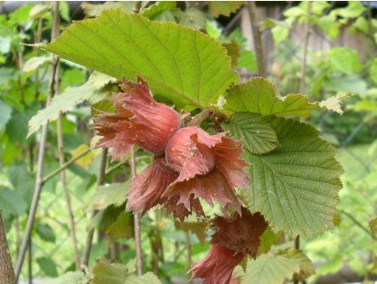 Corylus avellana Rotebl�ttrige Zellernuss Fr�chte