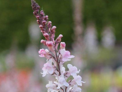 Lnice nachová 'Canon J. Went' - Linaria purpurea 'Canon J. Went'  Linaria purpurea 'Canon J. Went'